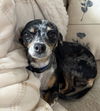 adoptable Dog in bellevue, WA named Rose