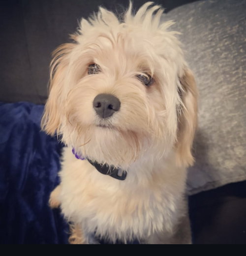 picture of the dog needing adoption