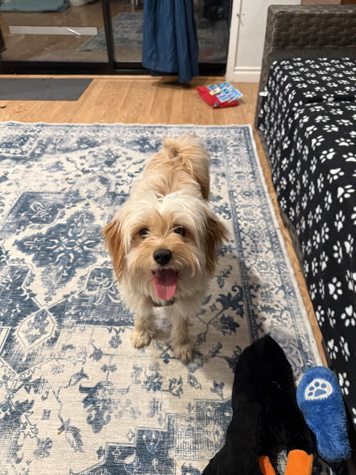 VIVI - Maltese available for adoption