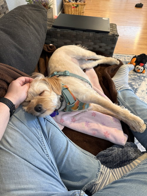 picture of the dog needing adoption