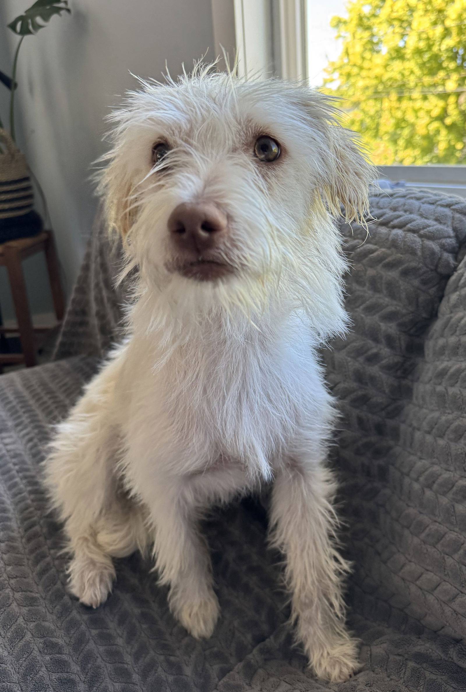 adoptable Dog in Bellevue, WA named Butters