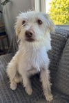 adoptable Dog in bellevue, WA named Butters