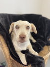 Cheddar - Photo 7
