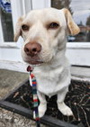 Cheddar - Photo 6