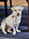 Cheddar - Photo 5