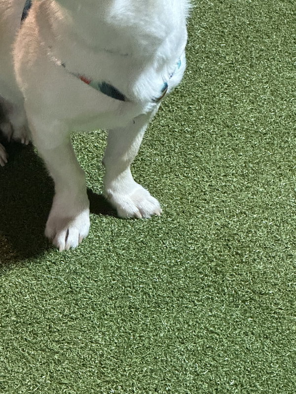 Cheddar