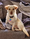 Cheddar - Photo 4