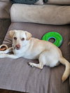 Cheddar - Photo 3