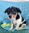 adoptable Dog in bellevue, WA named Enzo