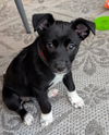 adoptable Dog in  named Clover