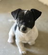 adoptable Dog in  named Woody