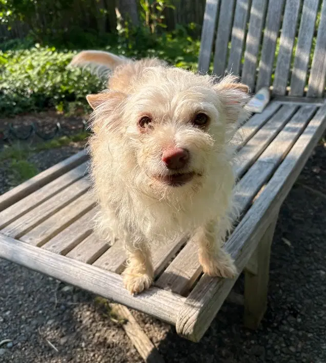 Mari - Cairn Terrier