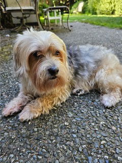 adoptable Dog in Bellevue, WA named Hogan