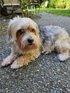 adoptable Dog in bellevue, WA named Hogan