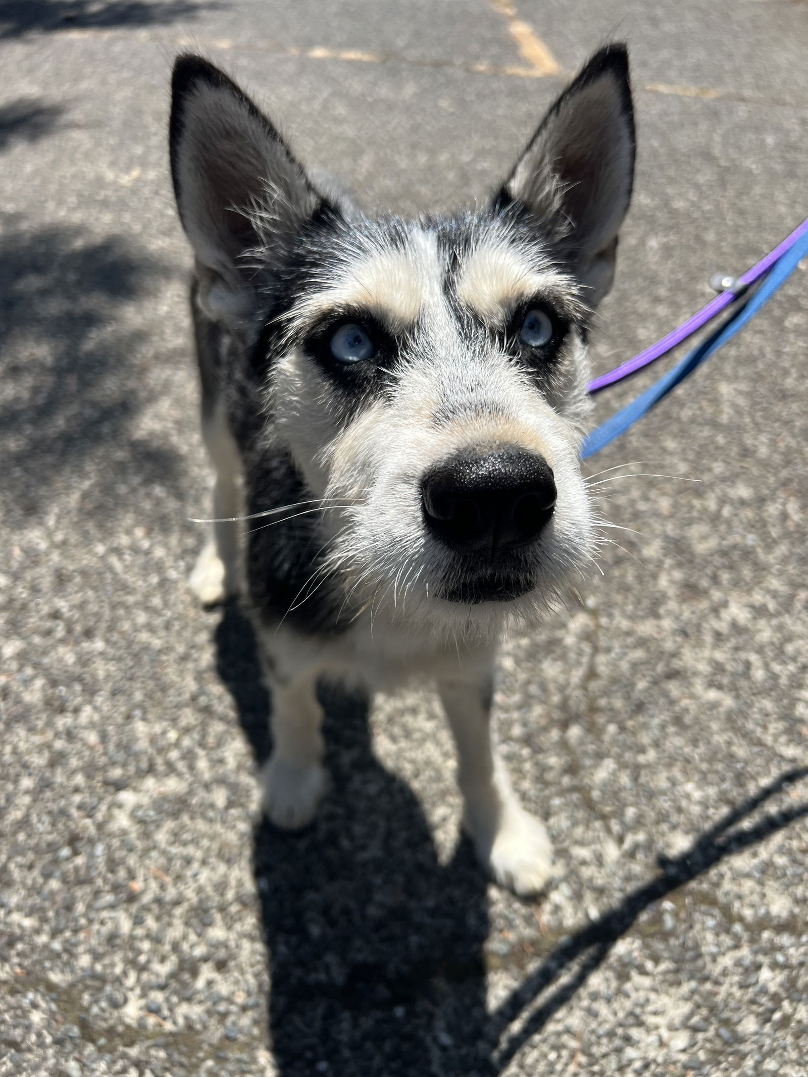 adoptable Dog in Bellevue, WA named Akita