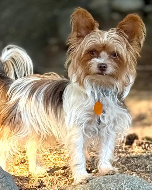BINDI - Yorkshire Terrier Yorkie available for adoption