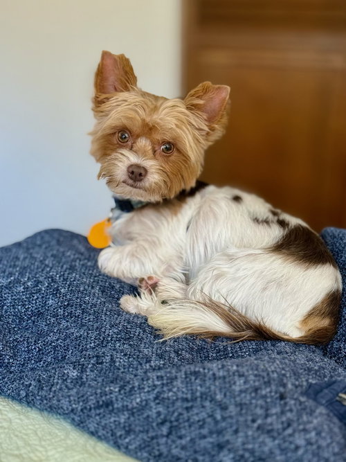 BINDI - Yorkshire Terrier Yorkie available for adoption