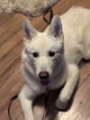 Xarpo - Photo 3