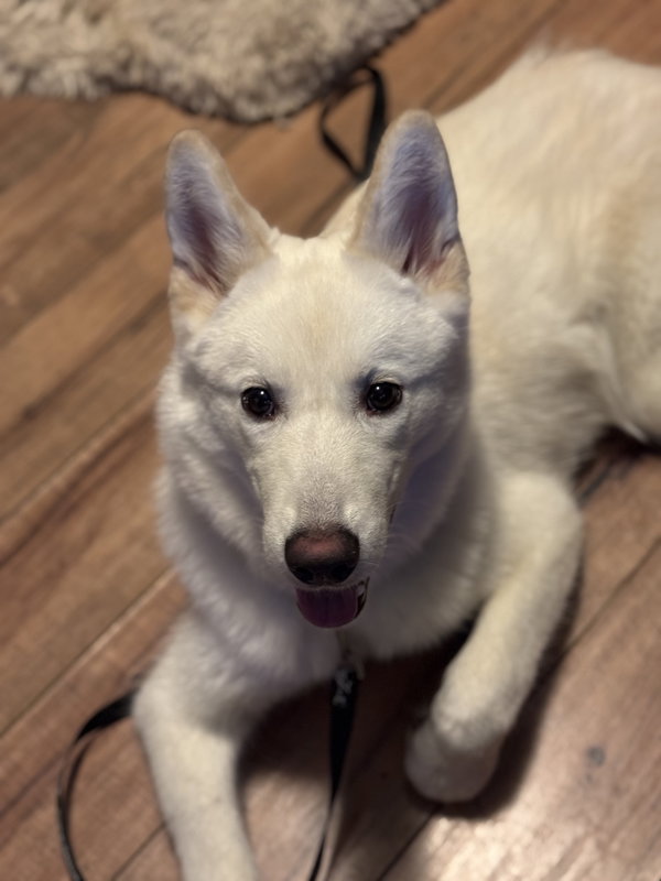Xarpo