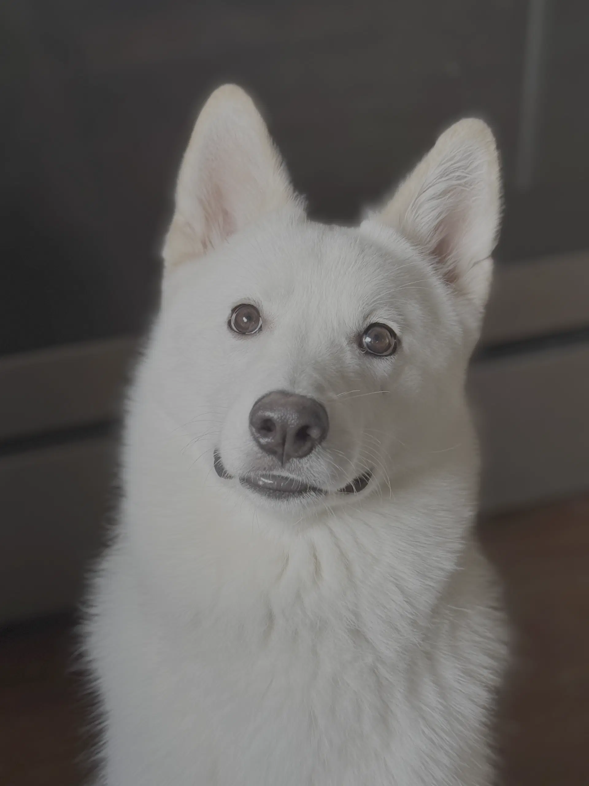 Xarpo - Husky