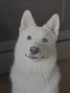 Xarpo - Photo 1