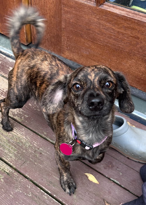 DARLA - Chihuahua / Dachshund available for adoption