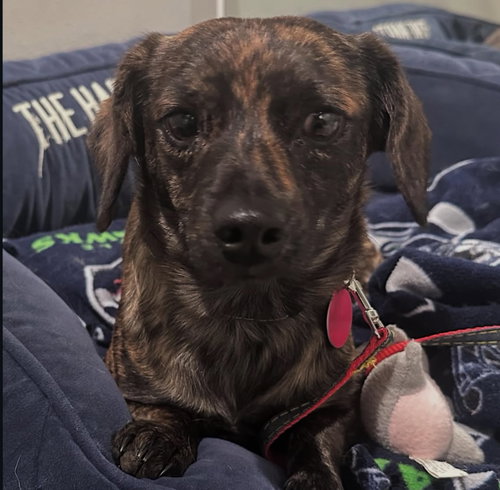 DARLA - Chihuahua / Dachshund available for adoption