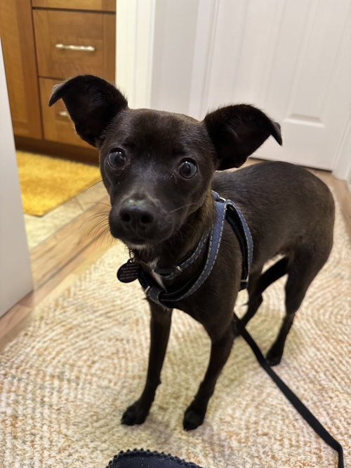 picture of the dog needing adoption