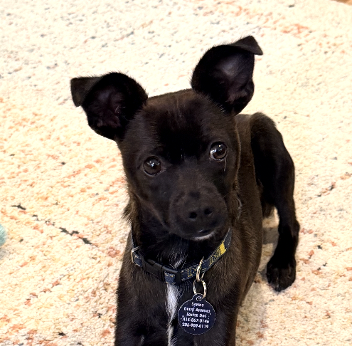 DANTE - Chihuahua available for adoption