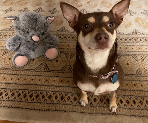 picture of the dog needing adoption