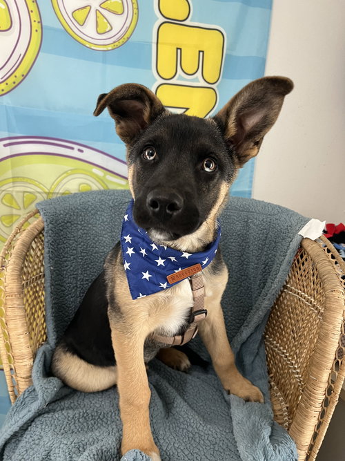picture of the dog needing adoption