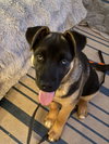Brownie - Photo 3