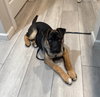 Brownie - Photo 4