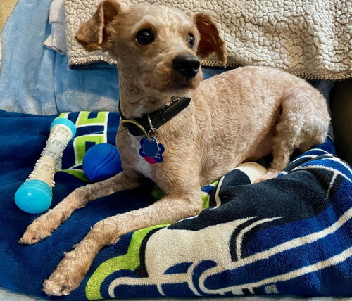 picture of the dog needing adoption