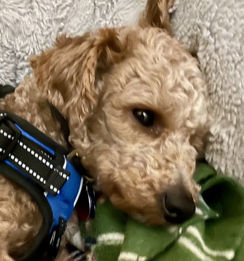 BILLY - Poodle (Miniature) available for adoption