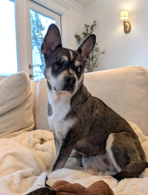 Luna (formerly Lorelei), an adoptable French Bulldog in Bellevue, WA
