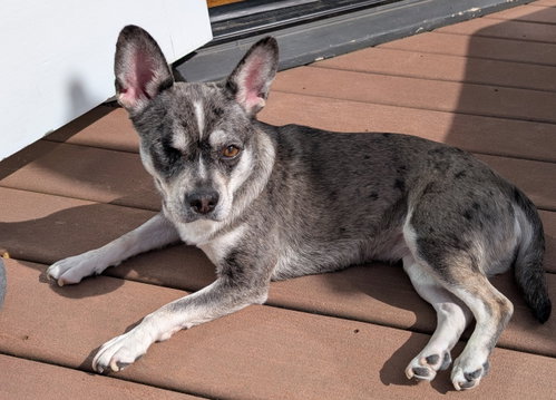 Luna (formerly Lorelei) photo 2