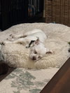 Calvin - Photo 4