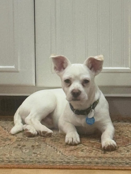 CALVIN - Bulldog / French Bulldog available for adoption