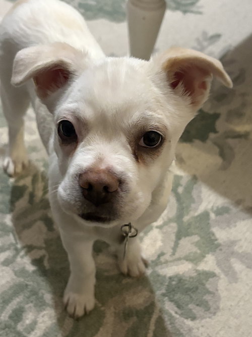 picture of the dog needing adoption