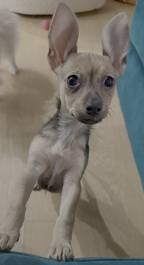 TINSEL - Dachshund / Chihuahua available for adoption