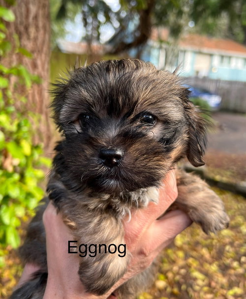EGGNOG - Dachshund / Chihuahua available for adoption