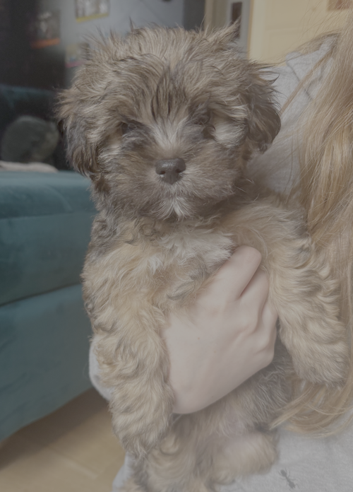 picture of the dog needing adoption