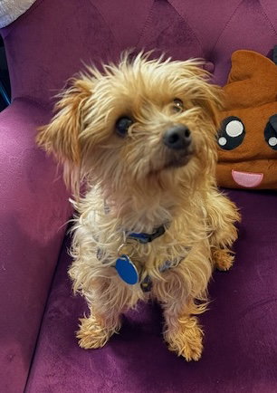 picture of the dog needing adoption