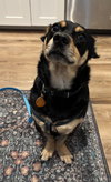 Benny - Photo 2