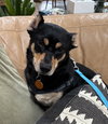 Benny - Photo 3