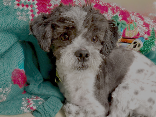 picture of the dog needing adoption