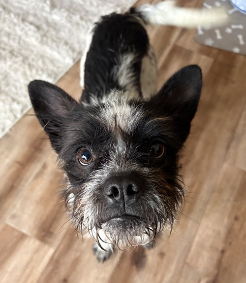 picture of the dog needing adoption