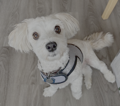 picture of the dog needing adoption