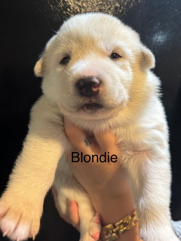 Blondie